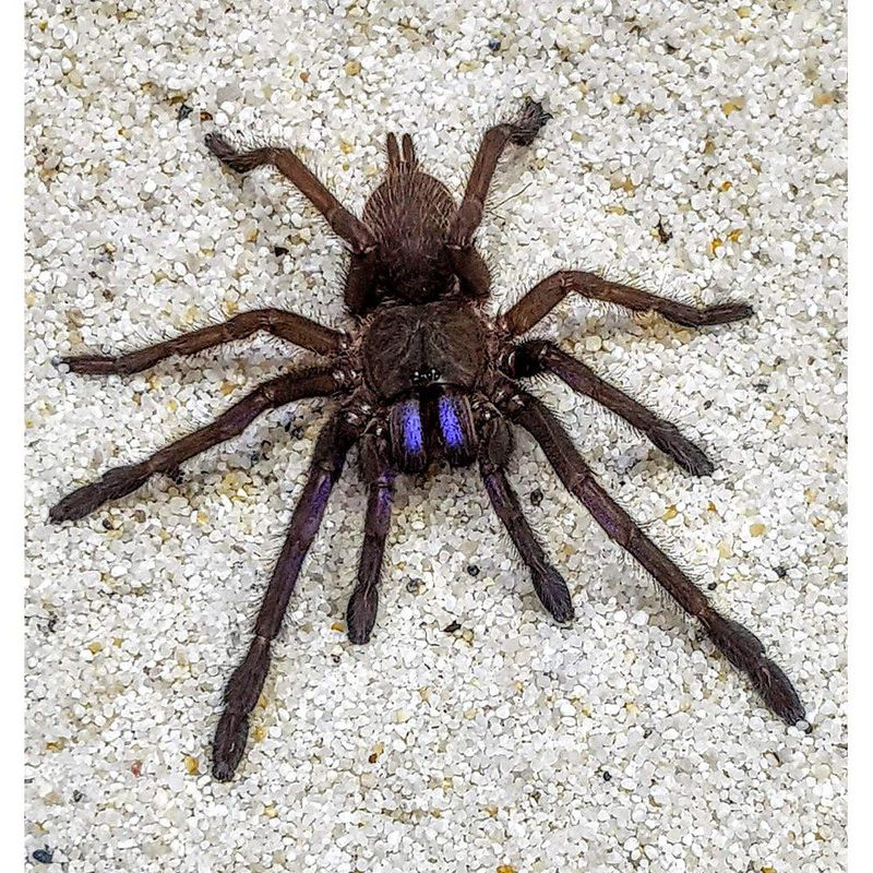 chilobrachys dyscolus blue -voksen Hunn