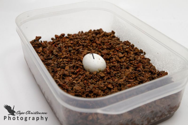 Pangea Hatch 907g