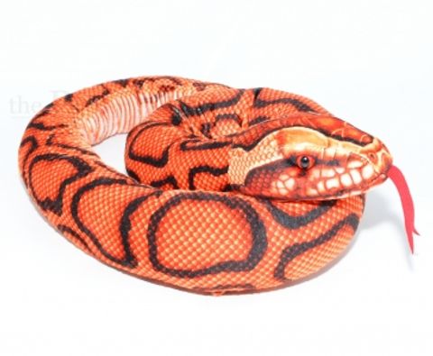 Hovedbilde Regnbueboa 