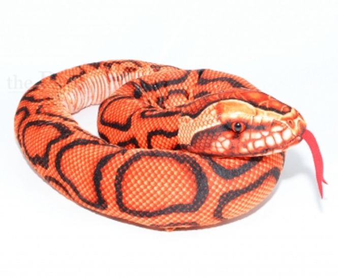 Hovedbilde Regnbueboa 