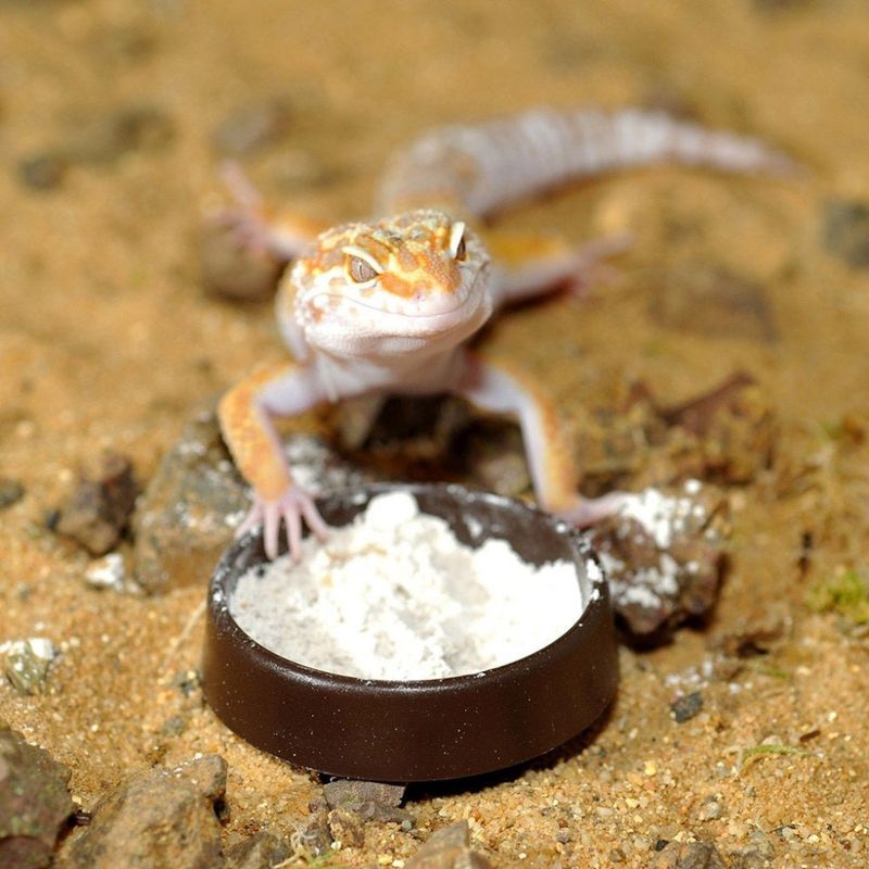 Habistat Calci dish