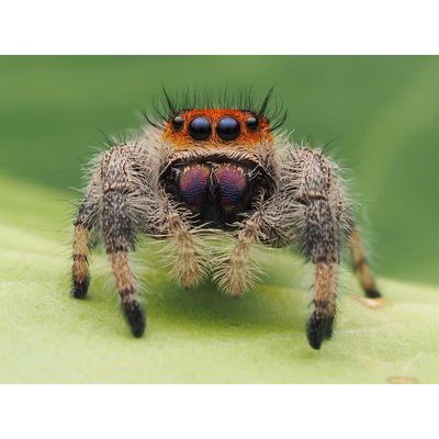 Hovedbilde Hoppeedderkopp Phidippus Regius M