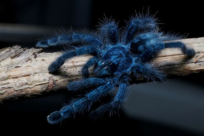 Hovedbilde Caribena versicolor ung hunn 