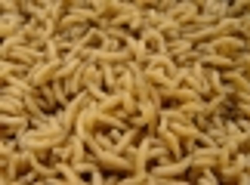 Topinsects Pinkies 450g MÅ HENTES