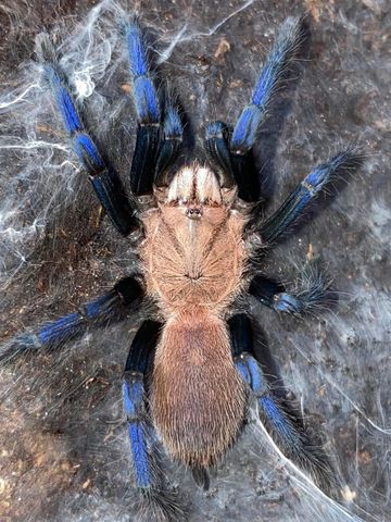 Hovedbilde Birupes simoroxigorum  sub adult hunn