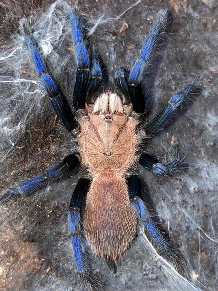 Birupes simoroxigorum  sub adult hunn