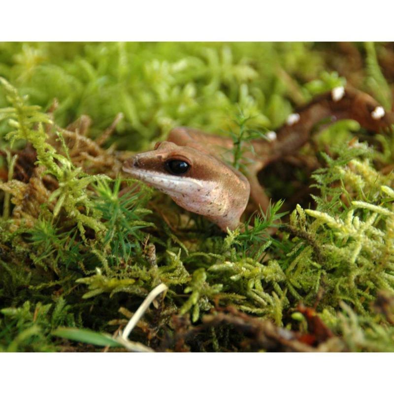 Lucky reptile vivarium moss 150g