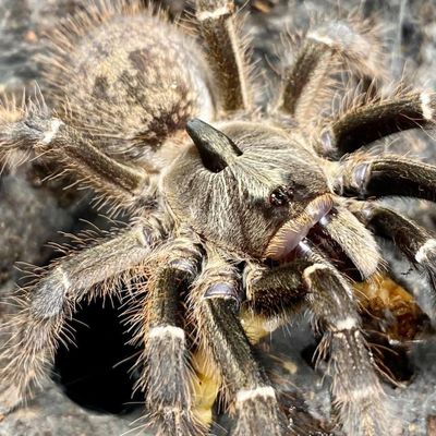 Hovedbilde Ceratogytus Darlingi stor slings