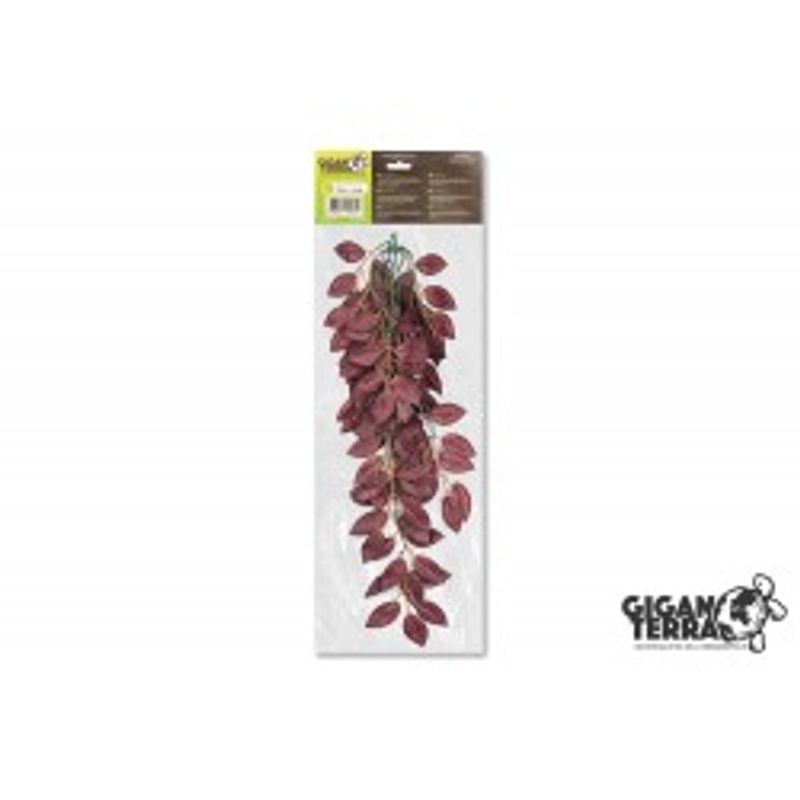 Tradescanitia 70cm