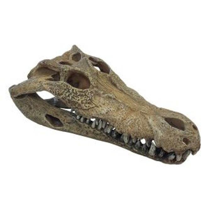Hovedbilde Repto deco Crocodile XXL