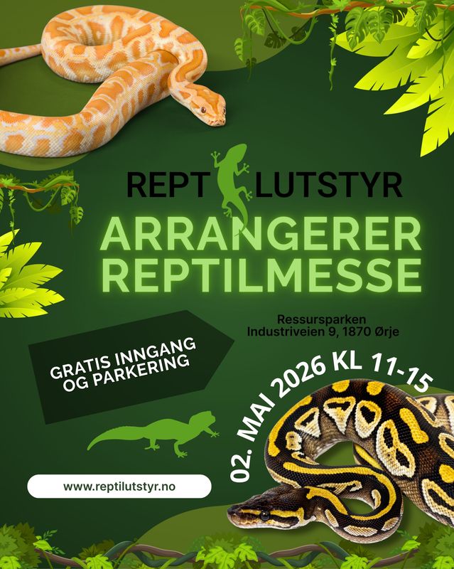 Reptilmesse, reptiler, slanger, gekko, skjeggagam, tarantell, 