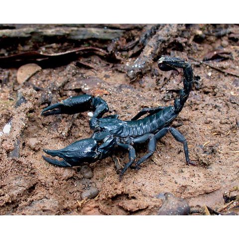 Hovedbilde Heterometrus loaticus sub adult