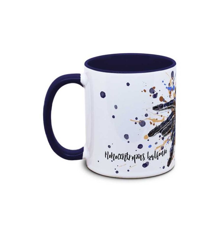 Kaffekopp tarantell  Monocentropus balfouri