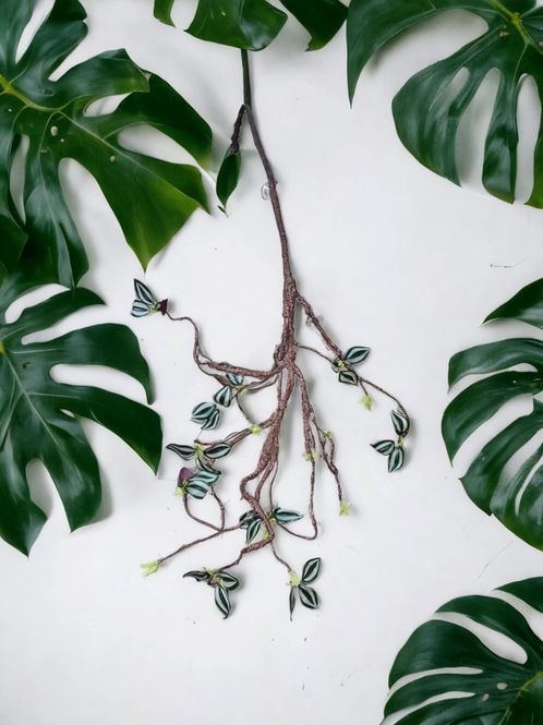 Hovedbilde P2W Tradescantia vine 130cm