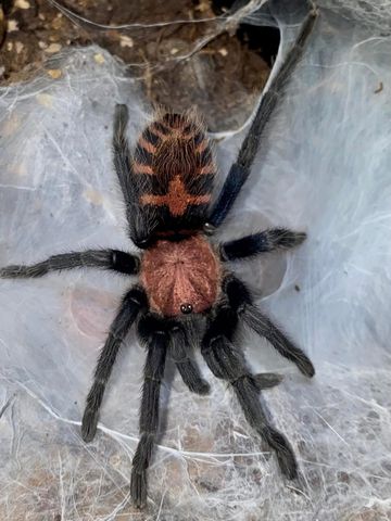 Hovedbilde Davus pentaloris MEXICAN TIGER RUMP Ung hunn